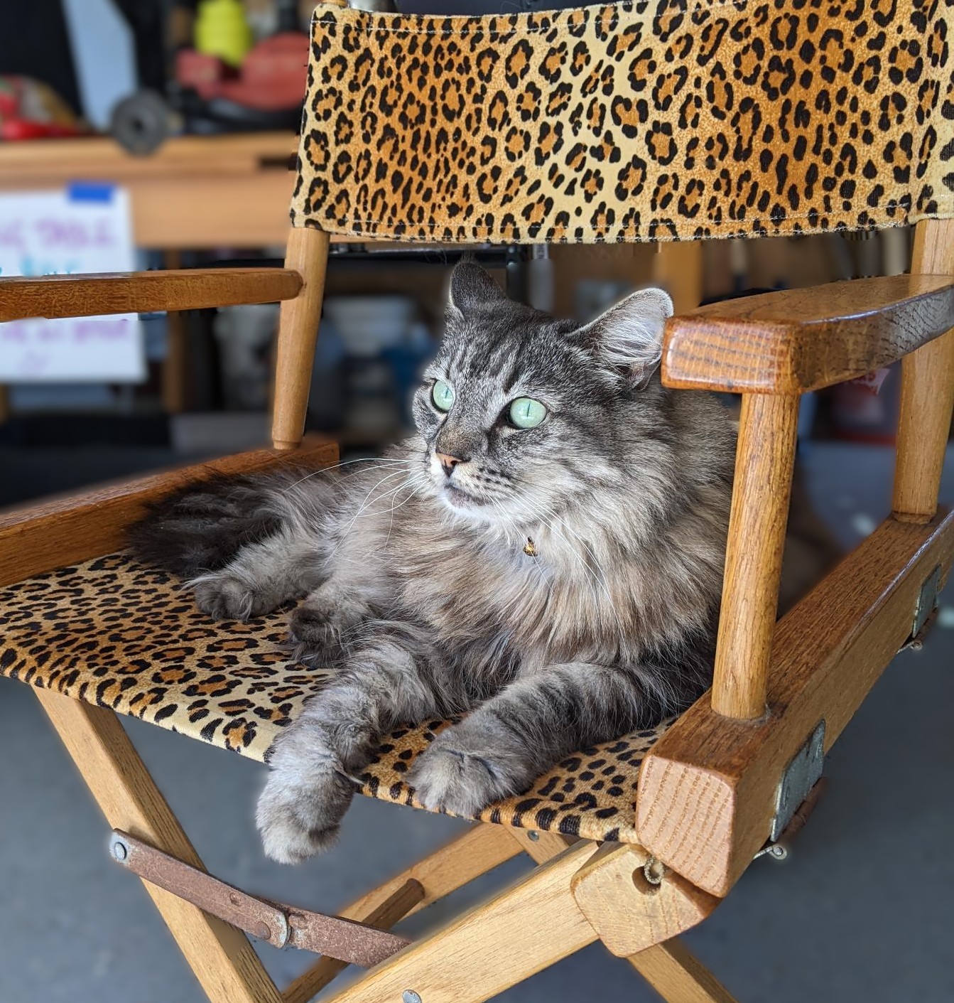 Image with cat sitting in leopard print chair.